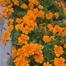 메리골드 이미지