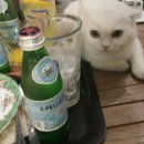 강아지를 부탁해 이미지
