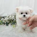 센트퍼피 이미지