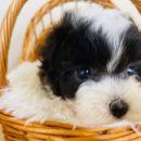 대형애견 이미지