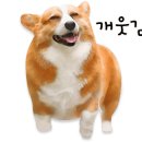 부산애견대학 이미지