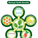 기적의나무 모닝가.(마룽가이:moringa) 이미지