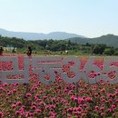 천일홍축제 이미지