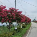 배롱나무길 이미지