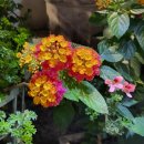 에스티25(ST25) | 청주꽃집 리마인드 웨딩부케 산남동 화나비더플라워스튜디오