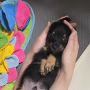 처음동물병원 이미지