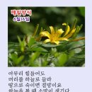 샬롬 이미지