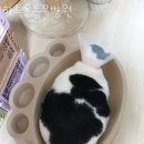 하트온동물병원 이미지