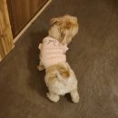 봄날의 강아지 | 봄날의 유치원 등원룩, 아일릿 강아지 조끼 - 구매후기