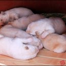 토리원 이미지