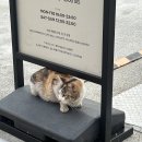 팝업 이색데이트 발베니 메이커스 테이블 팝업스토어 워크인 입장 한정수량 글렌캐런 글라스 수령 솔직후기