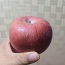 영주농장 | 영주 사과 제대로 맛본 후기,부사사과 못난이사과인데 이렇게 달 수 있나요