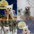 럽독 네이버블로그