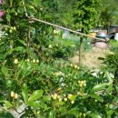 소박한 뜰 이미지