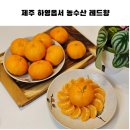 선물 추천 제주 특산품 하영옵서 농수산 고당도 레드향 상큼함이 남달라