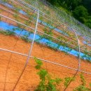 철정농장 이미지