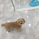 대박이2 이미지