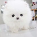 레볼루션애견 네이버블로그