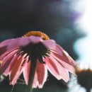 뽀모도로 이미지