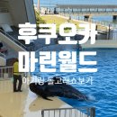 고래와 신사(더 마린) | 아기랑 후쿠오카 3박4일 | 마린월드 가는 방법 총정리, 마린월드 즐기기 꿀팁, 돌고래쇼 후기