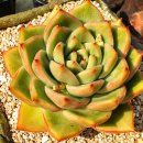 슈퍼드림 이미지