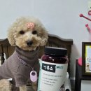 멍박스 | 강아지 관절영양제 멍톡스 후기 변냄새 관리와 디톡스 효과까지