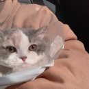 로제펫샵 이미지