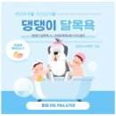 댕겨올개 | 연산동애견미용잘하는곳 댕겨올개 다녀온 구름이