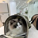 더에스동물병원 이미지