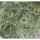 에밀리펫 이미지