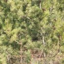 솔잎농장 이미지