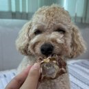 [신림애견간식] 귀여운 동물쿠키와 다양한 건조간식이 있는 개라상