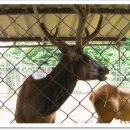 임실사슴농장 이미지