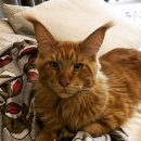 fine(파인) 이미지