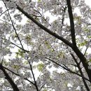 수봉공원의 벚꽃 이미지
