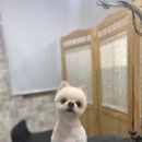 개털깎는마리오 이미지