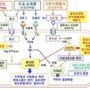 암 치료의 보조적 요법/케톤식이요법의 실천 방법 이미지