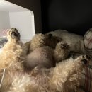 애견백화점 동탄점 이미지