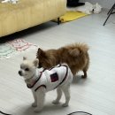 엘제이팜 | 로망 이루기 2편 : 반려동물 출장 홈스냅 <808호> 이용후기 🐱📸ㅣ고양이 웨딩촬영ㅣ반려묘 홈스냅ㅣ내돈내산