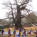 [지리산 시인 이원규의 길·人·생](5) 천태산 은행나무 ‘詩祭’ 이미지