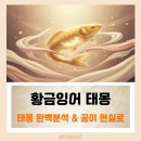 황금대박 | 황금잉어 태몽 꿈, 성별 뜻과 대박 난 로또 당첨 실제 후기
