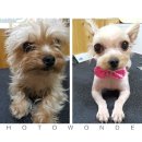 행복하개 애견샵 이미지