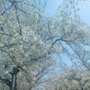 4월1일 옥포 용연사 입구 벚꽃길 개화상태 이미지