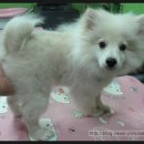 모모애견샵 이미지