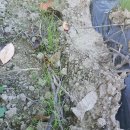 단풍농장 이미지