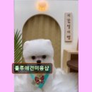 룰루 애견샵 이미지