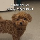 미미네 애견미용실 이미지