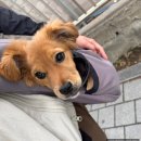 내돈내산 위고노 와이드업 슬링백 후기