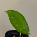 루시플랜트