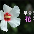 샤론의꽃 이미지